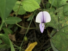 Neustanthus phaseoloides