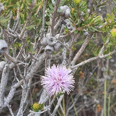 Melaleuca squamea