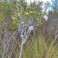 Melaleuca squamea