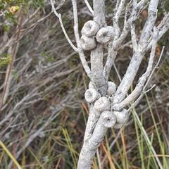 Melaleuca squamea