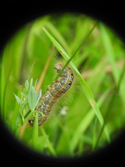 Malacosoma castrense