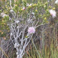 Melaleuca squamea