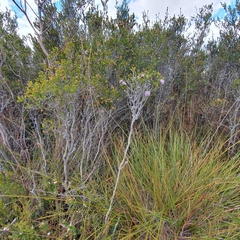 Melaleuca squamea