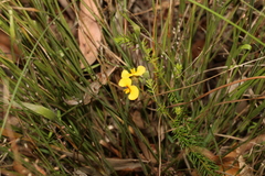 Dillwynia floribunda