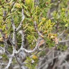 Melaleuca squamea