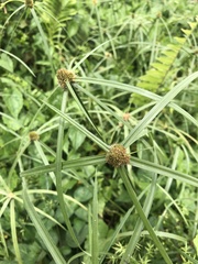 Cyperus aromaticus