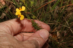 Dillwynia floribunda