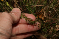 Dillwynia floribunda
