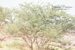 Vachellia tortilis