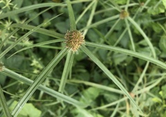 Cyperus aromaticus