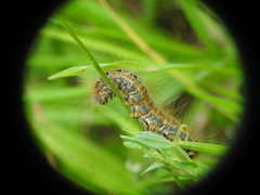 Malacosoma castrense