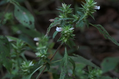 Lepidagathis cuspidata