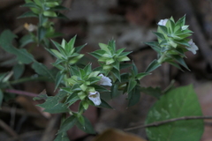 Lepidagathis cuspidata