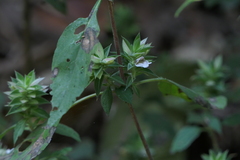 Lepidagathis cuspidata
