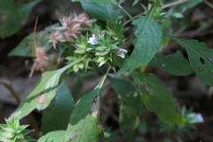 Lepidagathis cuspidata