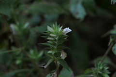 Lepidagathis cuspidata