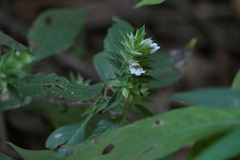 Lepidagathis cuspidata