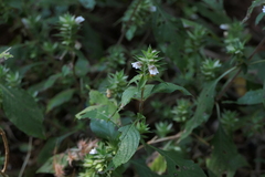 Lepidagathis cuspidata