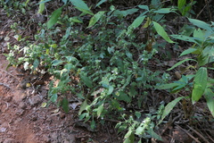 Lepidagathis cuspidata