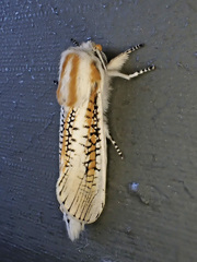 Azygophleps scalaris