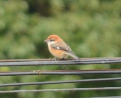 Lanius bucephalus
