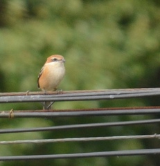 Lanius bucephalus