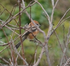 Lanius bucephalus