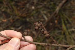 Eucalyptus tindaliae