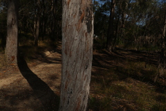 Eucalyptus tindaliae