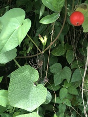 Trichosanthes scabra