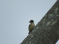 Todiramphus sanctus canacorum