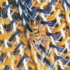 Opisthoncus sexmaculatus