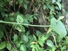 Trichosanthes scabra