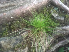 Carex eburnea