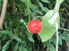 Trichosanthes scabra