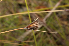 Ptilothrix deusta