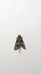Hymeniini