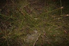 Ptilothrix deusta