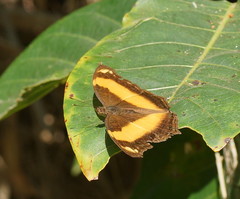 Yoma sabina