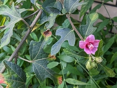 Urena procumbens