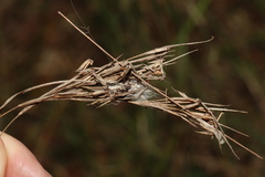 Cymbopogon refractus
