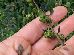 Urena procumbens
