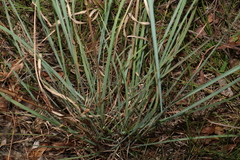 Cymbopogon refractus