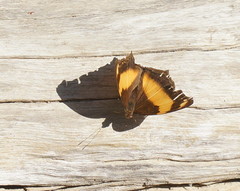 Yoma sabina