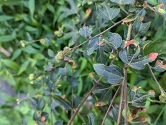 Urena procumbens