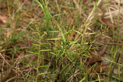 Daviesia umbellulata
