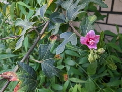 Urena procumbens