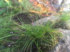 Carex eburnea