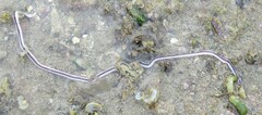 Baseodiscus hemprichii