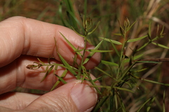 Daviesia umbellulata